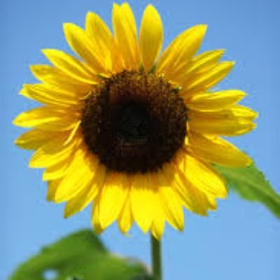 oshigechan0319's profile picture. 幸せな生き方に欠かせないもの…大切に拾い集めています