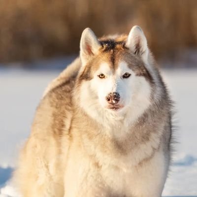 Juniordevjob's profile picture. 