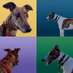 Otis, Lubo & Max 🌈🐾 Greyhoond (@maxgreyhoond) Twitter profile photo Otis, Lubo & Max 🌈🐾 Greyhoond (@maxgreyhoond) Twitter profile photo