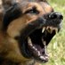 Barking Dog (@auntycryst) Twitter profile photo Barking Dog (@auntycryst) Twitter profile photo