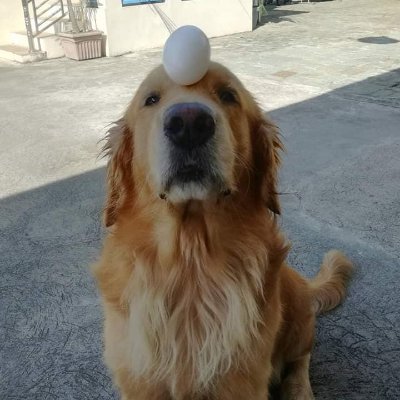 Goldendoggo84's profile picture. I like my dog more than you