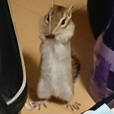 シマリス♂との,♀ひめ(2015.2月~2023.5/24)
レオパ♂てん
白柴犬♂しき
リチャードソンジリス♀りん
我が家のクスッと笑える1シーンをお届け!暇な時間のお供に!!
youtubeには、彼らの面白動画、揃ってます🤔!!
興味あったら、チャンネル登録㊗️ポチッとお願いします!
山買って、リス小屋作りたし