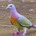 Wandering Pigeon (@pigeonwriter) Twitter profile photo Wandering Pigeon (@pigeonwriter) Twitter profile photo