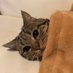 meow (@verybigdumbass) Twitter profile photo meow (@verybigdumbass) Twitter profile photo