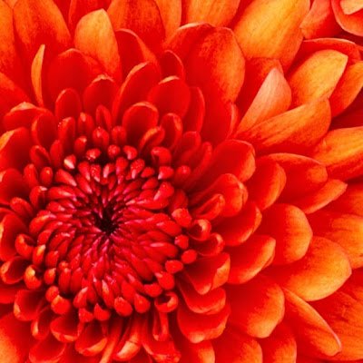 ZukisaCita's profile picture. 