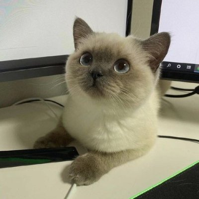 oliviaiscooltbh's profile picture. hi