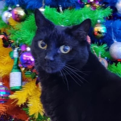 My name is Shadow.  I am a 11 year old All black cat.  I live in South Wales with my family.  I love Sheba and Go Kat and playing with Ribbons.