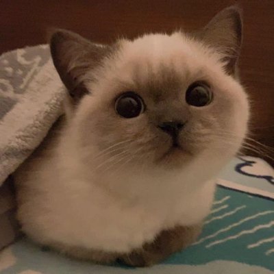 olivia_phobic_'s profile picture. hi