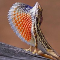 Asher Fahuit π³οΈβπ πΊπ¦ (@afahuit) 's Twitter Profile
