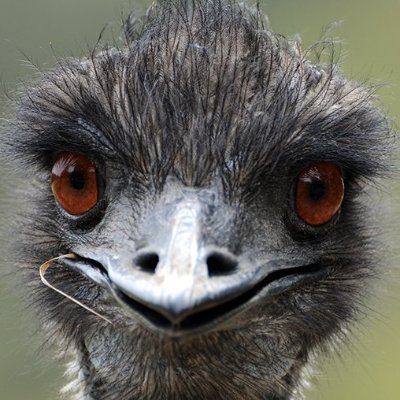 Enotsdel's profile picture. 