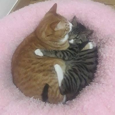 animaIitos_'s profile picture. daily cute animals