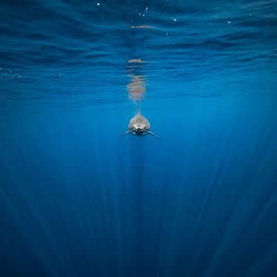 BobbiAnneThomas's profile picture. ❤️🤍💙 🙌🏼🐾🇺🇸