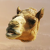 camel77.sol (lol) (@alCamel77) Twitter profile photo