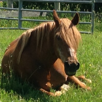 Daisy is back🤣Grandma still adores Grandpa🥰on ranch w/physically challenged rescues who teach us daily how 2 B better #BacktheBlue#VVA #ALLLIVESMATTER 🚫DMs