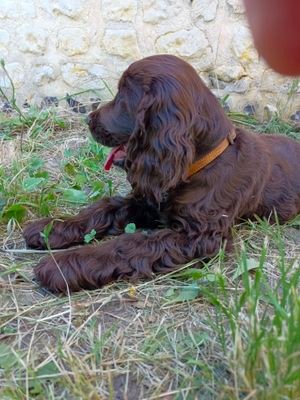 Jeune cocker spagniel bien dans ses baskets et bien décidé à profiter de sa vie de chien 🐶...heureux!