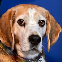 Buster Beagle and Graham (@grahamprovest) 's Twitter Profile