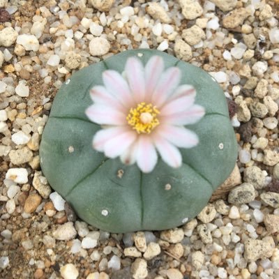 Royannais gauchiste qui fait pousser des cactus en #Charentemaritime