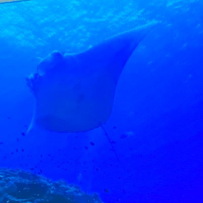 apitaan's profile picture. 専業主婦兼トレーダー。娘はW、息子は自宅学習のみ。 子供たちの10時間睡眠と自由時間を確保するため日々伴走しています。 なるべく遊ばせたい、遊びに行きたい。