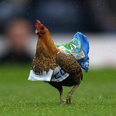 Schizophrenic chicken. I once tried to fly and failed miserably! I tweet mainly about Blackburn Rovers, mental health and philosophy. Recovering addict.