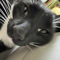 Senji (@senji206) 's Twitter Profile