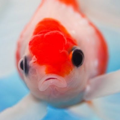 Mini_Phish's profile picture. just a small fish in a big pond of a world