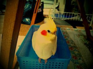 koyoske's profile picture. 自然界の動植物をテーマに、ナチュラルで個性的なアクセサリーを製作しています♪