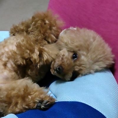 hilite740000's profile picture. ZE3000を購入してからポタオデ沼で沐浴中。　　　　　　　M27・SOUND TIGER Pure・Alsa・Astra・Solo・ADVAR・雪月花・Nightingale・EMPYREAN・Peacock　　　　　　　　　　　　　手嶌葵　・レッチリ・東京事変…色々聴きます。