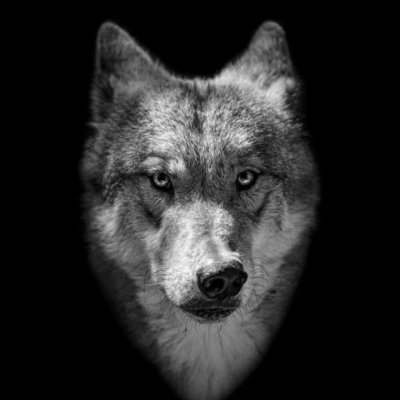 MrWolf68356965's profile picture. 