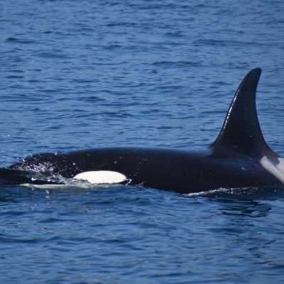 生き物 動物園 鉄オタ 城攻め なんでもIoTって言えばいいと思ってるエンジニアインターン生 本種のみで ringchang属を構成する