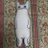 猫田寅吉のアイコン