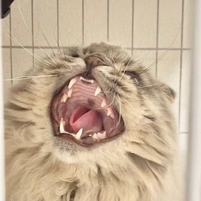 IyoAida's profile picture. 万年ダイエッター