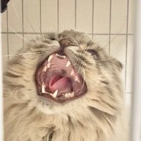 藍田 伊予 (@iyoaida) Twitter profile photo