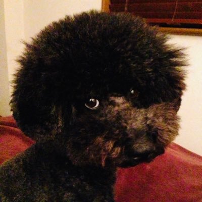 superrobot1117's profile picture. 大きめプードル アフロ犬 海（かいとの暮らし ♂12歳 10kg 性格 とても温厚
