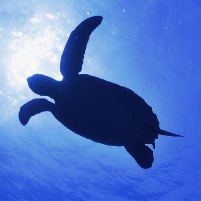 d7VptBATNorcn86's profile picture. ツイッター初心者 です 。趣味はボディボードとスキーです。