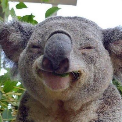 Koalafied3's profile picture. Lose money on my referral 
https://t.co/KfRhM4196A