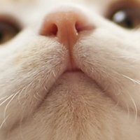 ミケ (@mike_calicocat_) 's Twitter Profile