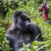 Gorilla Trekking Uganda and Rwanda(@Henrylux1) 's Twitter Profile Photo