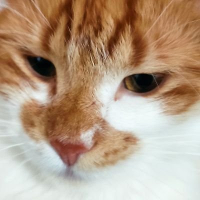 Optimist, Perfektionist, Kartoffel-ist | Hat nur süße Stalker ♥ | Der nette Wachhund von Kedos' Twitch-Chat | 14. Mitglied der #KedosStreitmacht | höhö... Glied
