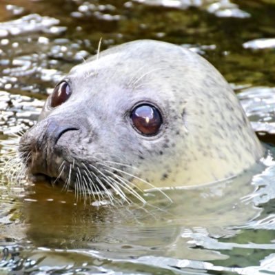 好きな事をゆるりと楽しむスタイル(ふぁぼりつ多いめ)、コスプレや水族館、旅行とか様々撮ってます📸 プロフカード👇✨ 過去に撮影した＆させて頂いた写真垢(@shamu_Xphoto) 天安門事件、🐷