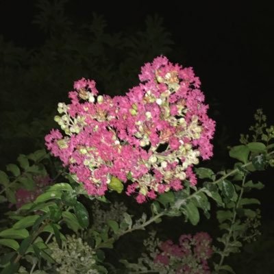 1109rna's profile picture.