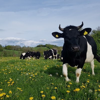 100% grass fed organic dairy farm - working towards mindfully empowering people and animals to regeneratively heal our beautiful and broken natural world.