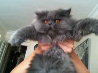 zihnikedi's profile picture. evde yalnız otururken ben neden tweet yapmıyorum dedim. sonra bir yalandım, sonra bir uyudum yemekti filan sonra hesabı açtım dizi ve filmlere açığım :D