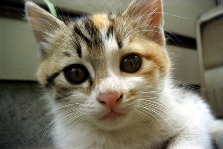 alfa_propel's profile picture. 極小ISPの代表取締役平社長。
猫が好き。