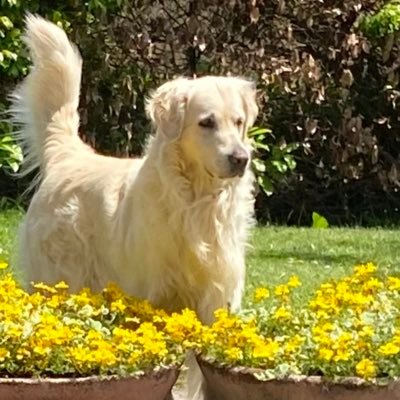 Salice2Salice's profile picture. Pensionata, no Dem, amante degli animali e assetata di sapere 🚫 dm