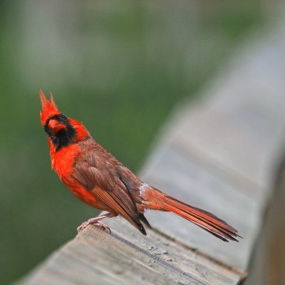 douglas_peers's profile picture. Historian, recovering dean, and fan of fountain pens, coffee, craft beer, and of geese, donkeys, cardiologists, and other cantankerous critters