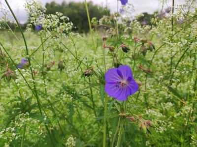 Caring for the bereaved, supporting the environment, and fighting funeral poverty.