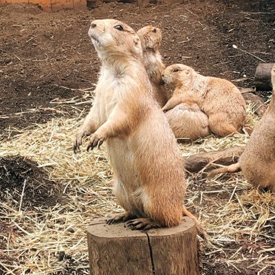 taigiraffe's profile picture. 日本酒、酸っぱいの。campオールスタイル。趣味を楽しむ！