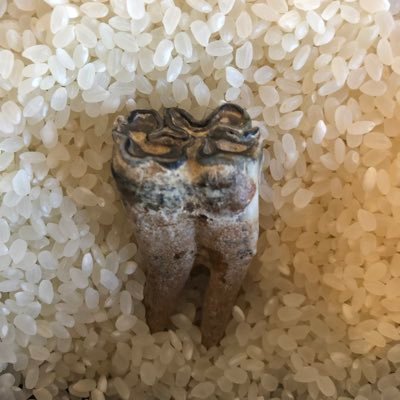 o_ku_ba's profile picture. テレビの事とか 海外から日本のテレビをガッツリ見ている人と仲良くなりたい。短歌も好き🦋https://t.co/P6AMkqJG43