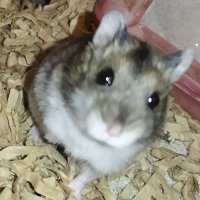 たに・ (@dani10340798) 's Twitter Profile