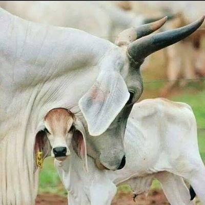 gauraksa1's profile picture. गौ हत्या बंद करे और गौ माता की रक्षा करे